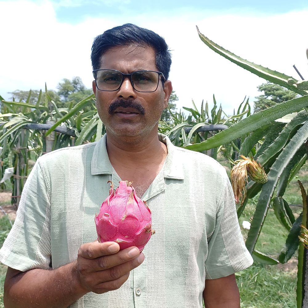 सेवानिवृत्त सूबेदार ने शुरू की ड्रैगन फ्रूट की खेती:कपिल शर्मा के शो में देखा अजूबा फल, अब खगड़िया के किसानों के बीच चर्चा का विषय