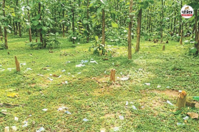 हरित पट्टी पर भू-माफियाओं का कब्जा: सागौन के पेड़ धड़ल्ले से कटे, अफसरों की खामोशी पर उठे सवाल