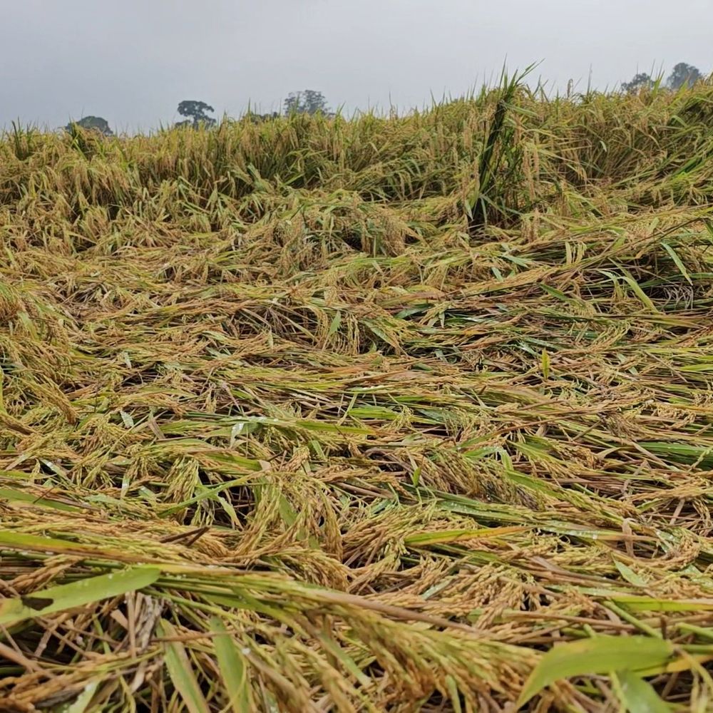 हजारीबाग में मोंथा तूफान से धान-आलू बर्बाद:बुधवार रात से जारी बारिश-तेज हवाओं से किसानों को भारी नुकसान