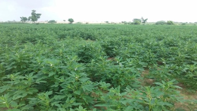 रेगिस्तान में अवतरित हुई ‘लक्ष्मी’, भू-जल से बदली जैसलमेर की तकदीर