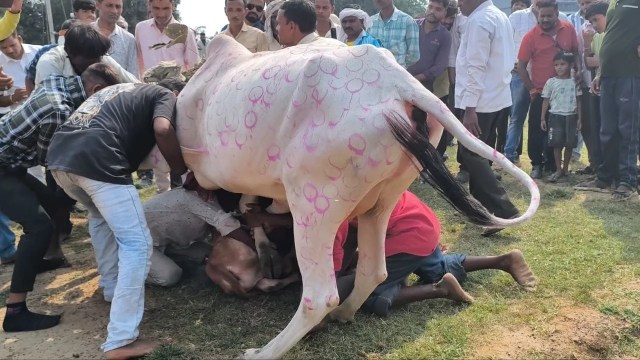 जिलेभर में मनाई गई गोवर्धन पूजा, पशु की खुशहाली के लिए हुई पूजा