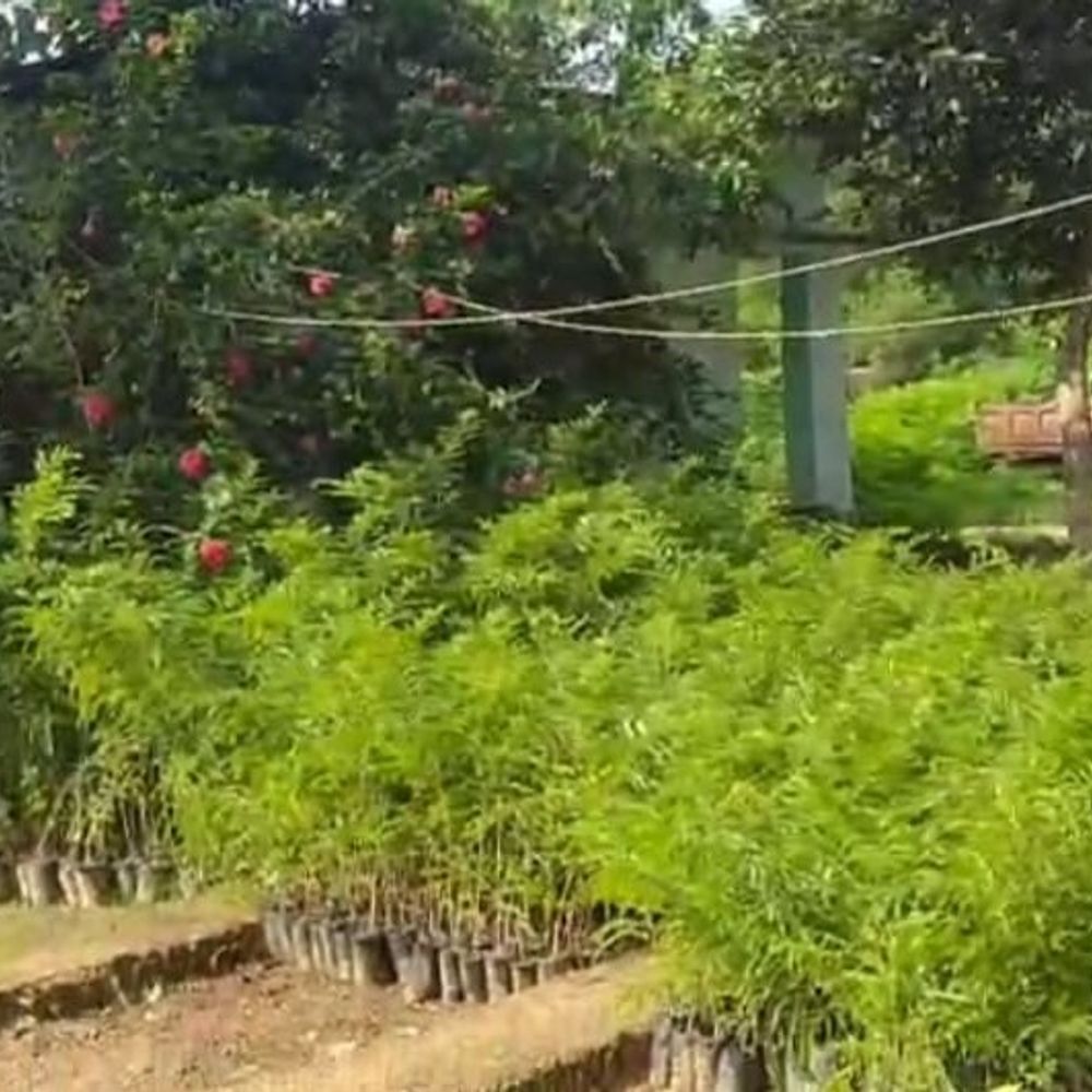 कजरा पौधशाला में किसानों के लिए पौधे उपलब्ध:मुख्यमंत्री कृषि वानिकी योजना के तहत वितरण जारी