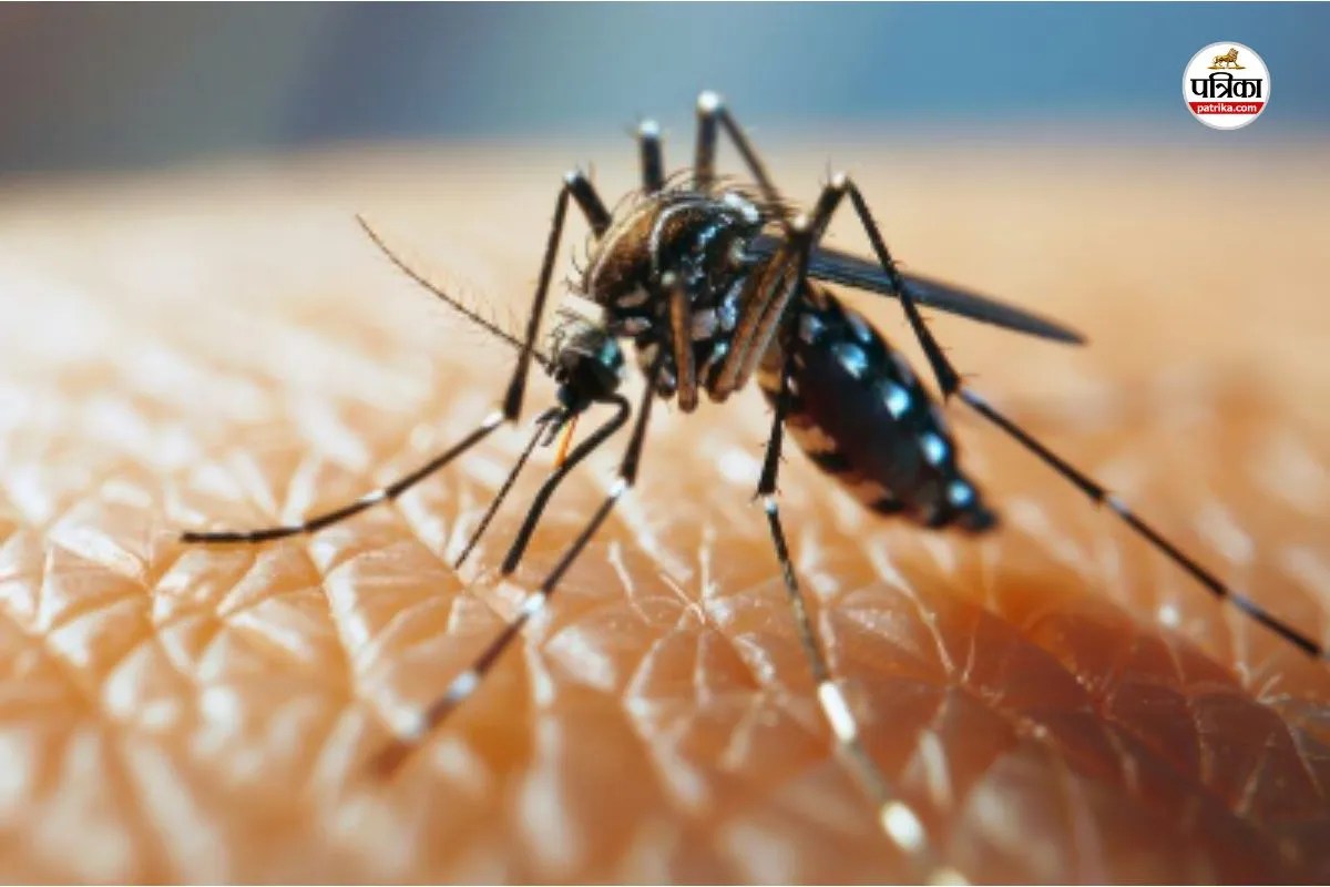 Rajasthan News: जयपुर और अजमेर में डेंगू का बड़ा डंक, दोनों जिलों में 500 से ज्यादा मरीज,इस बार मृत्यु दर शून्य