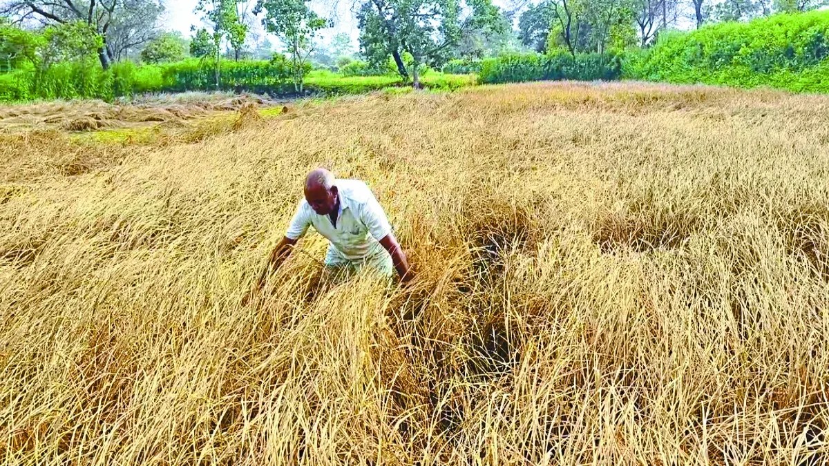 500 एकड़ में धान की फसल कीट के प्रकोप और बारिश से खराब