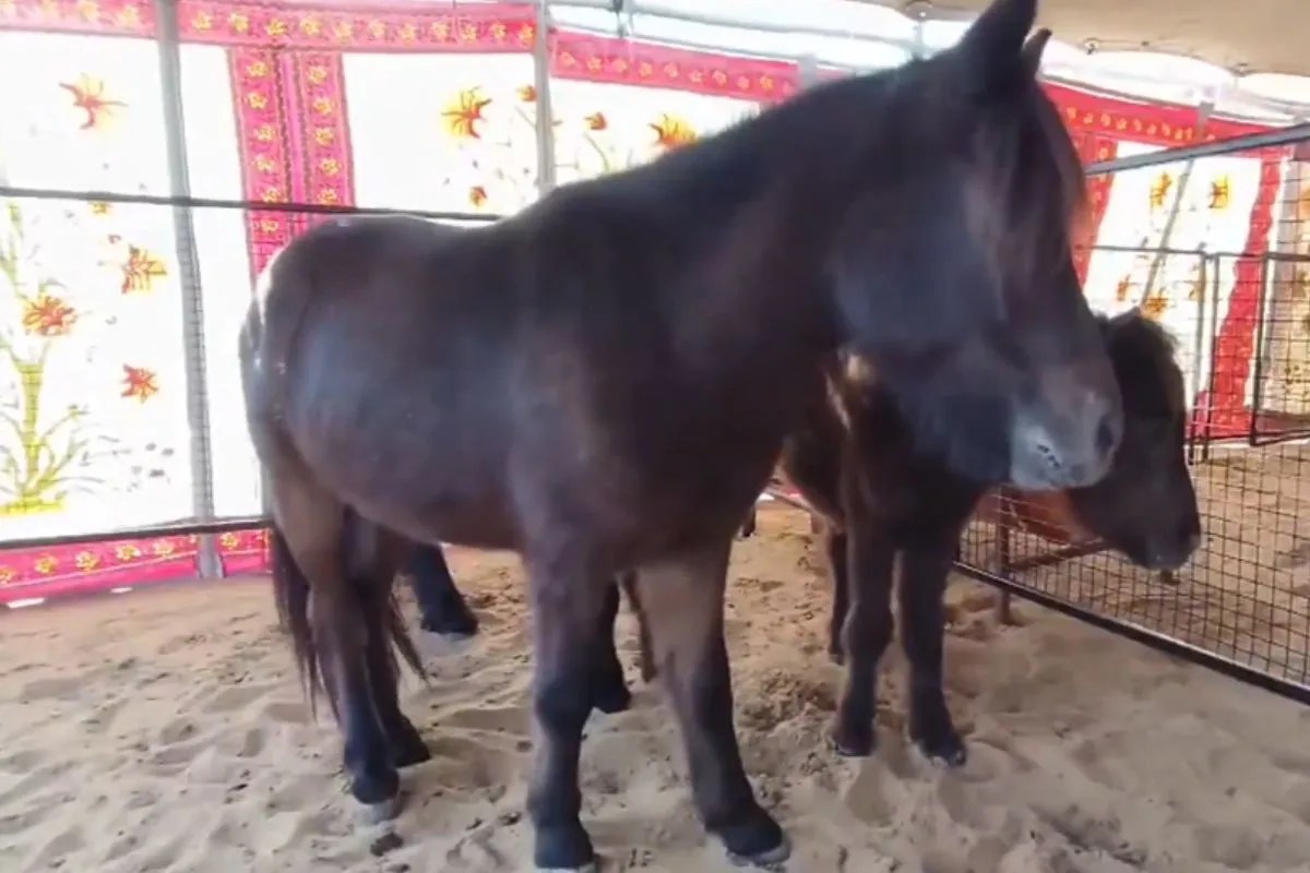 Pushkar Fair 2025: पहली बार पुष्कर मेले में आया सबसे छोटा घोड़ा, बना आकर्षण का केंद्र, जानें क्यों है खास