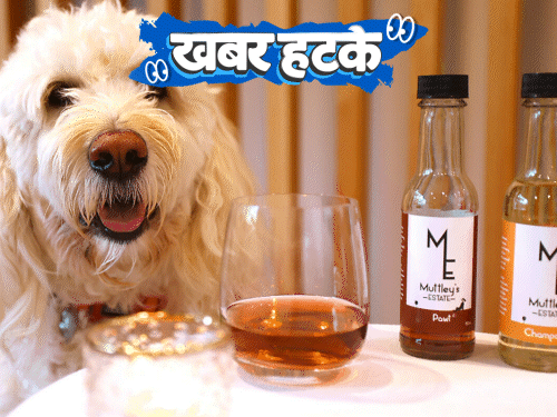 खबर हटके- अब प्राइवेट पार्ट से ले सकेंगे सांस:कुत्तों के लिए बनी स्पेशल शराब, पीने के बाद नहीं काटेंगे; देखिए 5 रोचक खबरें