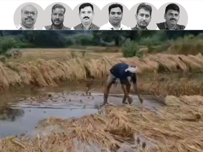 MP में बारिश से फसल बर्बाद:डिंडौरी, सीधी, नर्मदापुरम और भिंड में खेत में गिरी धान; श्योपुर में किसान ने फांसी लगाई