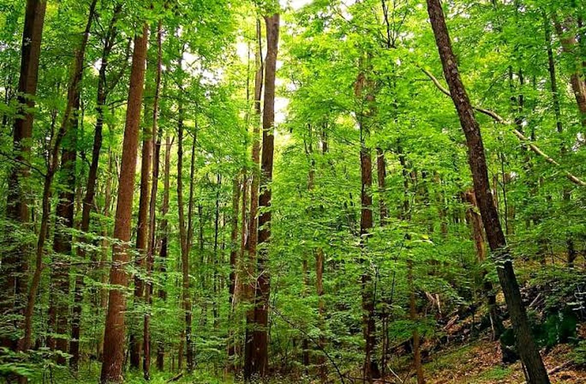 तीन बाघ शावकों को बचाने में जुटा वन विभाग