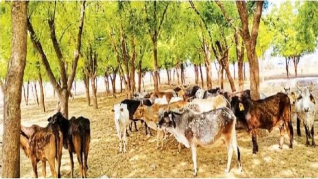 चुपके-चुपके: रातों-रात गोचर हुई अराजीराज, बदला म्यूटेशन, सुजानदेसर-भीनासर गोचर अब राजस्व रिकॉर्ड में सरकारी