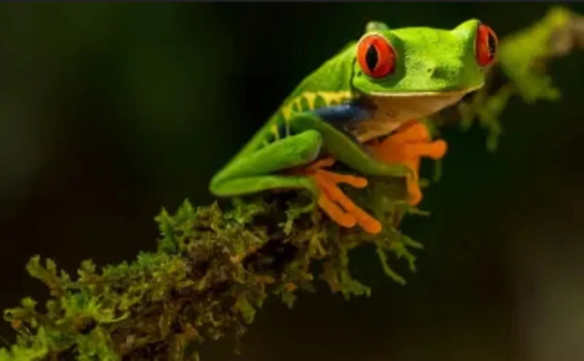 पौधों-जानवरों की विलुप्ति दर हुई धीमी, पिछले 100 सालों में संरक्षण प्रयासों का असर