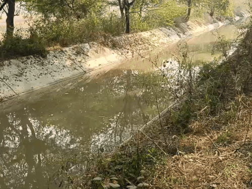 मनीषा डेथ मिस्ट्री:80 दिन से घटनास्थल सिक्योर, किसान ने छोड़ा एरिया, ग्वार की फसल कटाई के बाद खेत की जुताई की