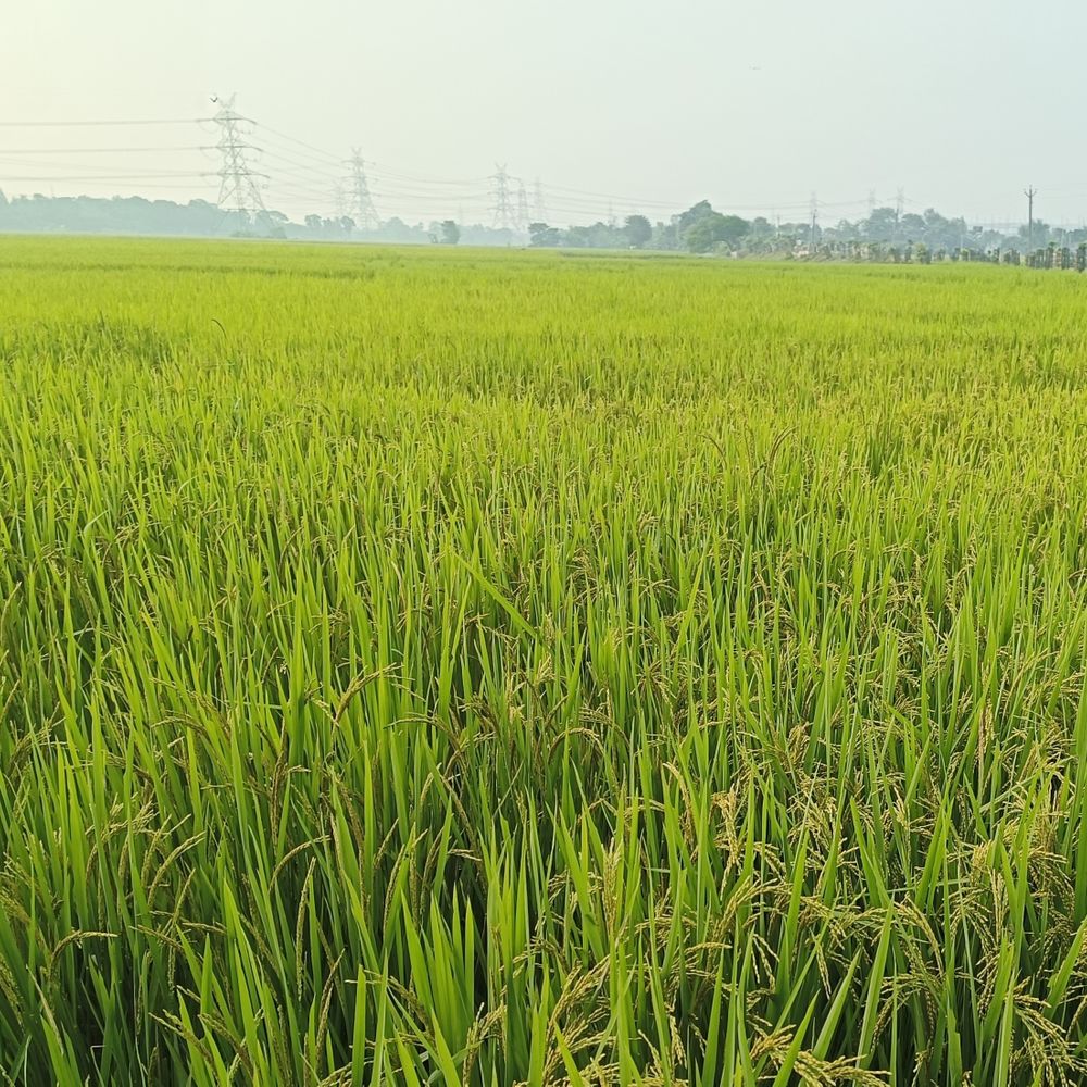 सहरसा में 5 दिन तक मौसम रहेगा साफ:मौसम विभाग ने कहा- किसानों को दी गई फसल प्रबंधन की सलाह