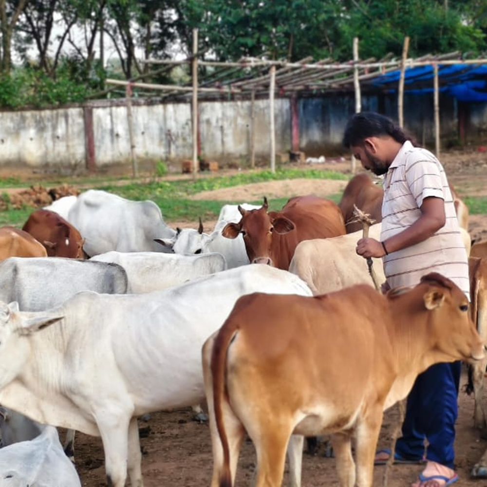 गोठान बंद हुए तो 150 मवेशियों के लिए किसान ने बना दी गौशाला