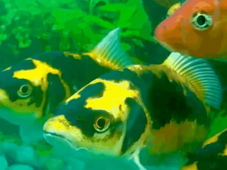 राज्योत्सव में फिशरीज डिपार्टमेंट का एक्जिबिशन:शर्मिली शॉर्क, मेन-मेड फ्लावर हॉर्न, करंट मारने वाली स्टिंग-रे, खतरनाक पिराना और करोड़ों में बिकने वाली एरोवान मछली मौजूद