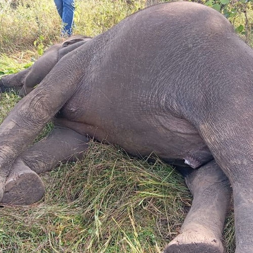 बेतला जंगल में 5 साल के हाथी की रहस्यमय मौत:लुकुमखाड़ में मिला शव, पिछले दो दिनों से इस क्षेत्र में घूम रहा था; वन विभाग जांच में जुटा