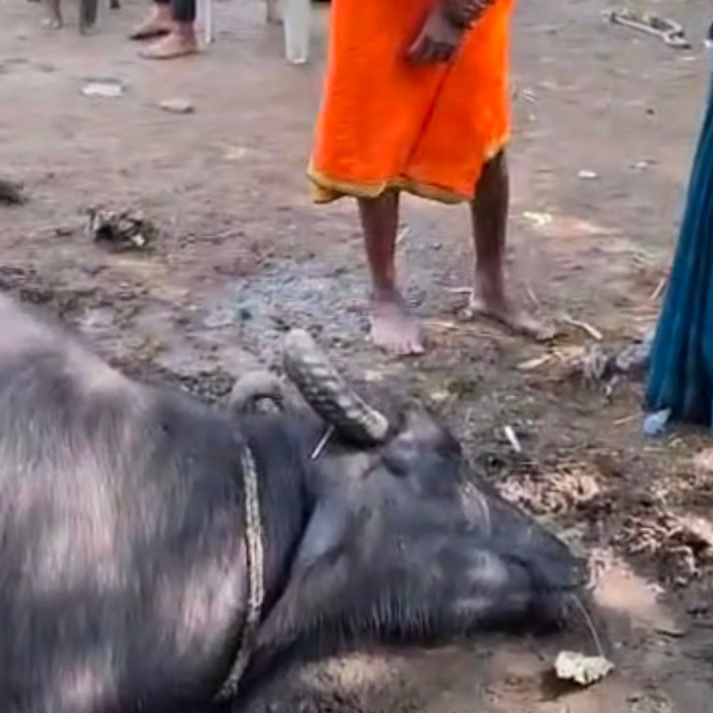 सीधी में सियार के हमले से भैंस की मौत:ग्रामीण बोला- बच्चों की पढ़ाई और आजीविका पर संकट; डीएफओ ने कहा- आर्थिक सहायता देंगे