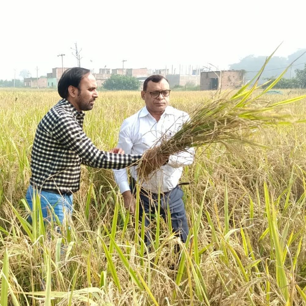 डीडीओ गजेंद्र तिवारी ने खेतों का किया निरीक्षण:सुल्तानपुर में बोले- ‘किसान का बेटा हूं, उनका दर्द समझता हूं’