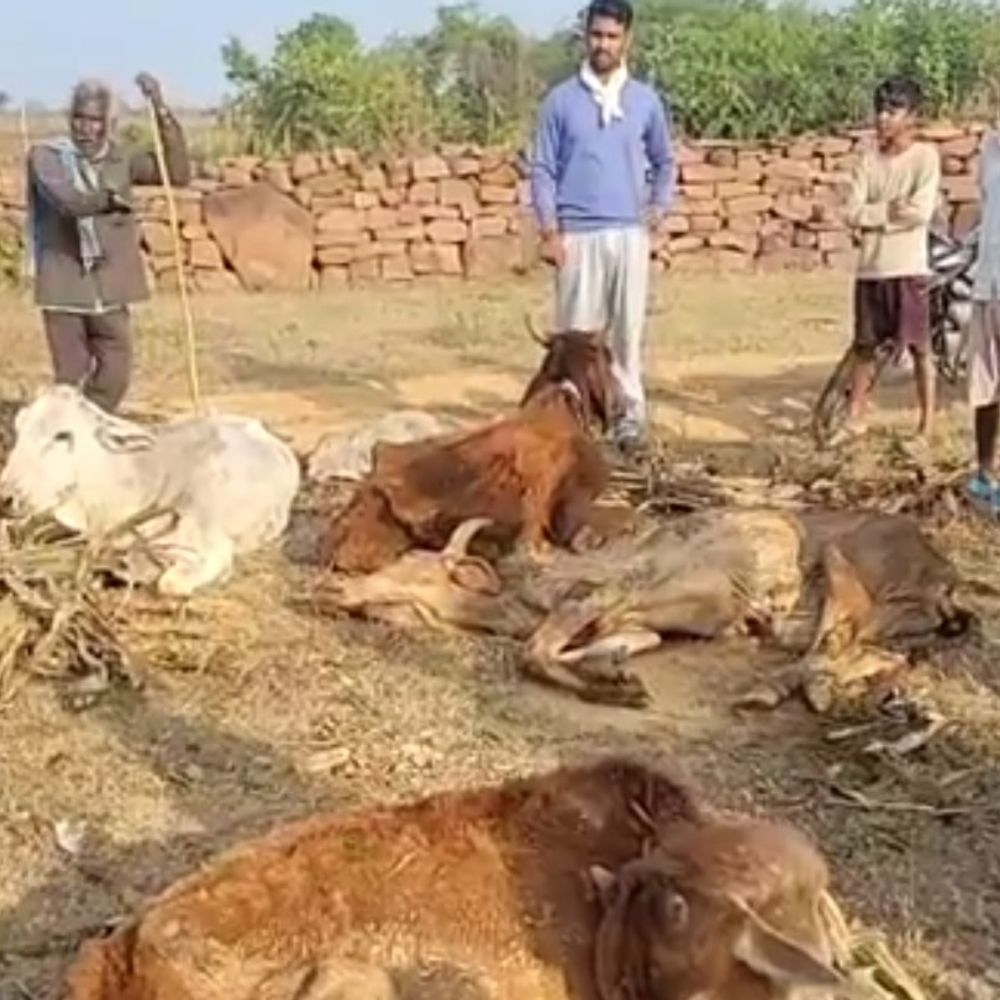 अशोकनगर में 5 गोवंश बदहवास हालत में मिले:एक गाय की मौत, दो अचेत; ट्रैक्टर से लाकर रात में पठार पर छोड़ने की आशंका