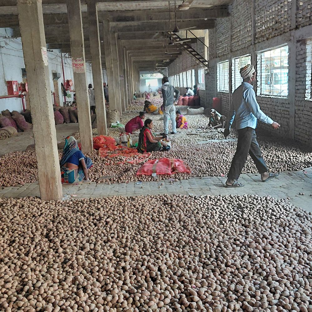 आलू की मांग बढ़ते ही भाव में उछाल:फर्रुखाबाद से असम, गुजरात, महाराष्ट्र जा रहा आलू, 650 रु. में 53 किलो का पैकेट