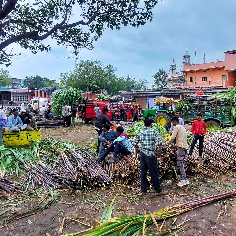 देवउठनी ग्यारस आज: बारिश के कारण आवक कम, दाम बढ़े