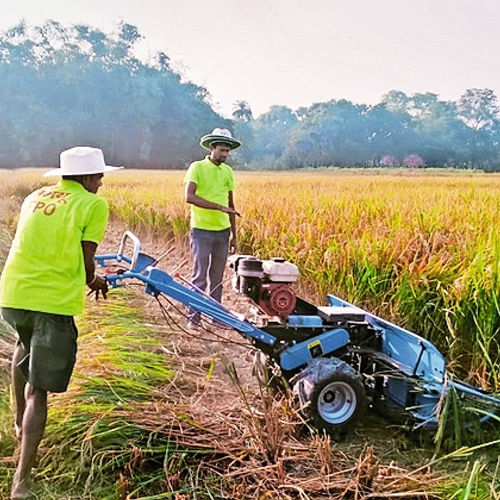 इटली निर्मित अत्याधुनिक धान काटने की मशीन से कटनी शुरू, किसानों को बताया गया फायदा