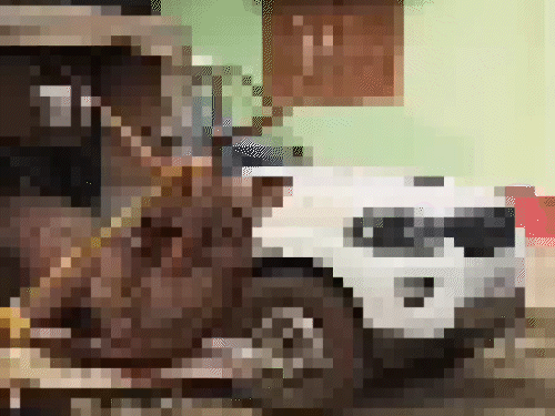 कदवा जंगल में सांभर का शिकार, एक अरेस्ट:वन विभाग ने रात 1:30 बजे 100 किलो का हिरन किया जब्त, डीएफओ बोले-मांस काटने वाले औजार मिले