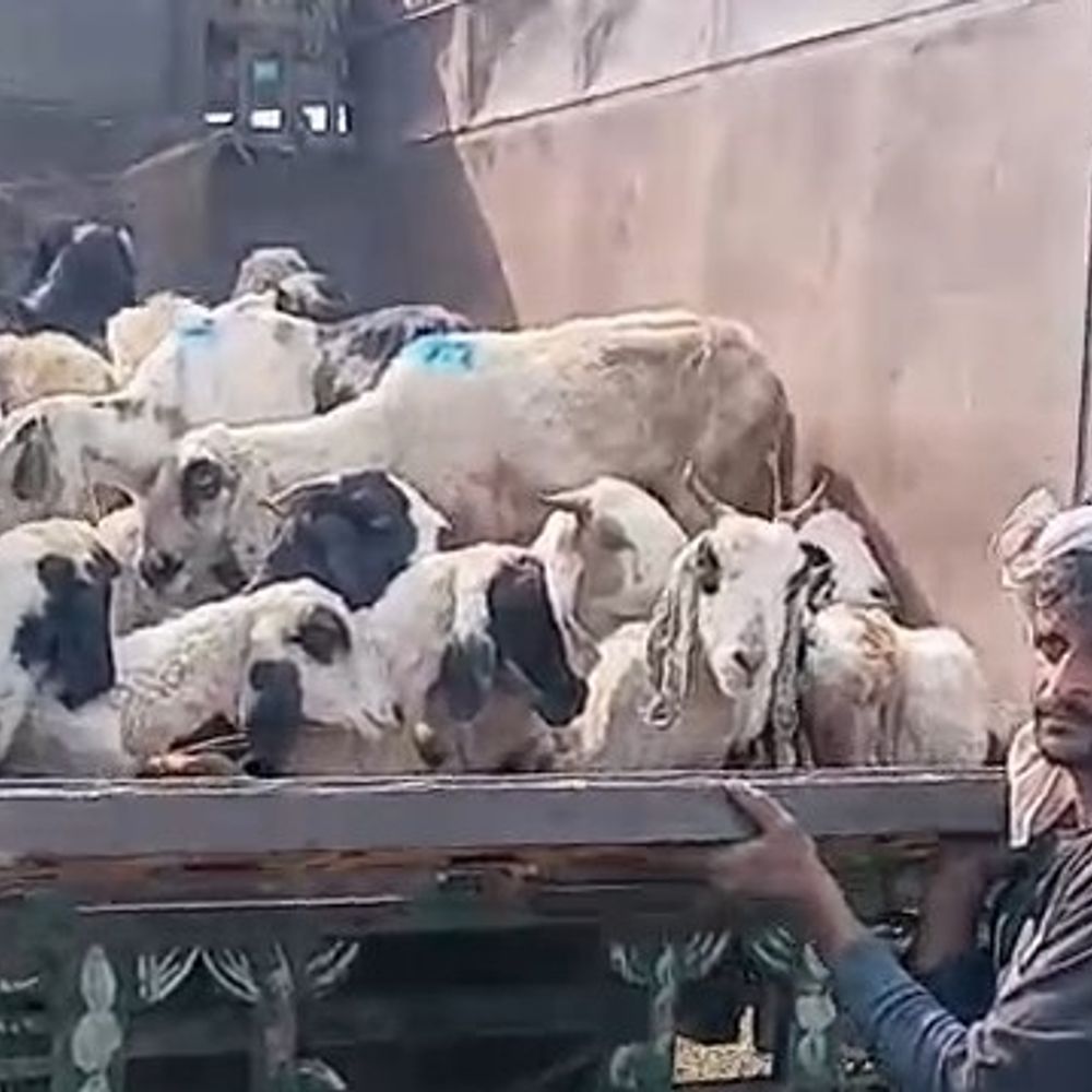 जसराना में केंटर पलटने से 40 भेड़-बकरियों की मौत:चालक को झपकी आने से हुआ हादसा, 35 जानवर बचे, एटा जा रहा था