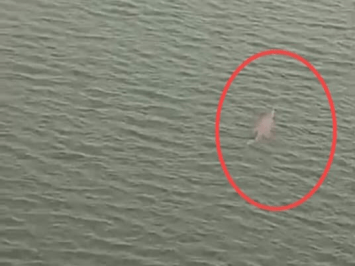 नर्मदा के खल बुजुर्ग में दिखा 7 फीट का मगरमच्छ:खरगोन में श्रद्धालुओं, गोताखोरों में दहशत; संतों ने की सतर्कता की अपील