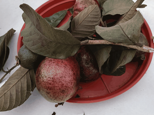 लाल भिंडी देगी पोषण, मलेशियन रेड अमरुद घटाएगा उम्र:गौमूत्र से बनाया अर्क, फिनायल और आई ड्राप, कृषि मेले दिखा कृषि नवाचार