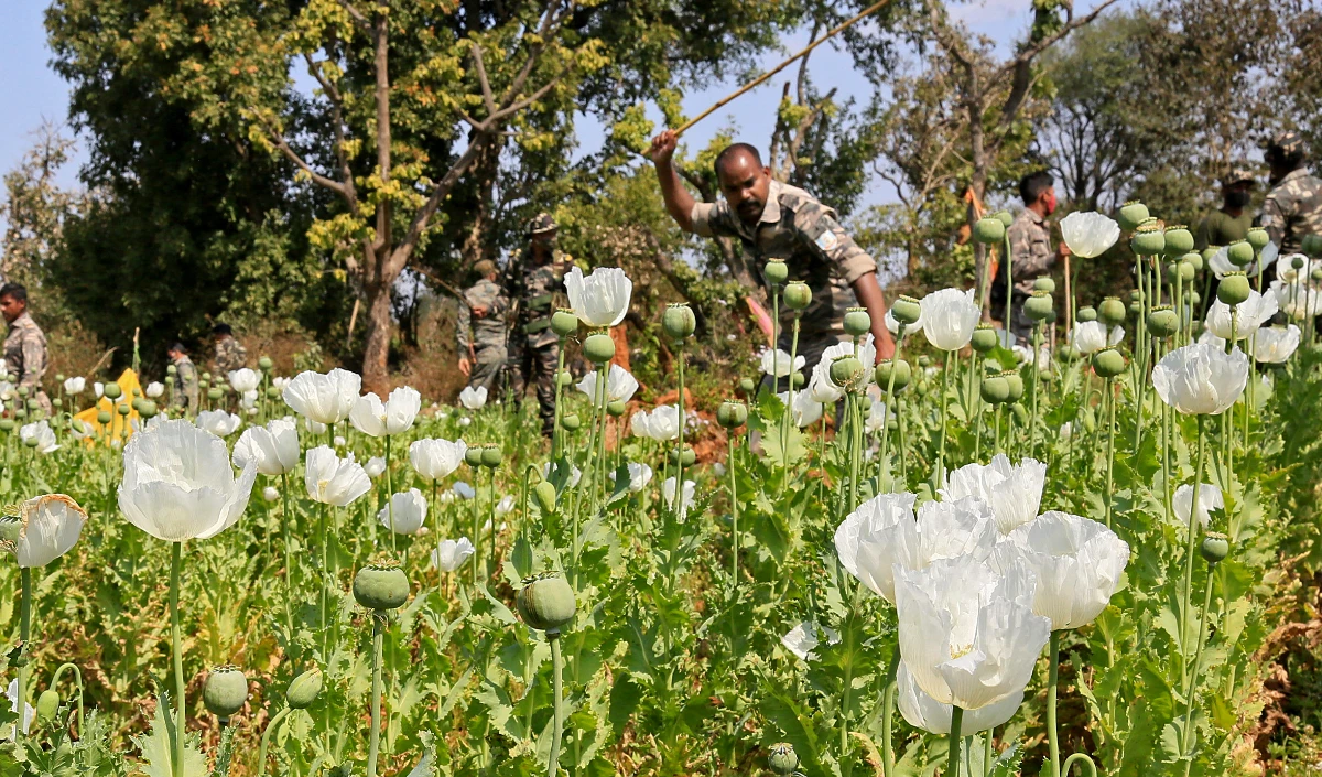 Manipur | कांगपोकपी में सुरक्षा बलों का बड़ा एक्शन, 53 एकड़ अवैध अफीम की खेती पर चला बुलडोजर