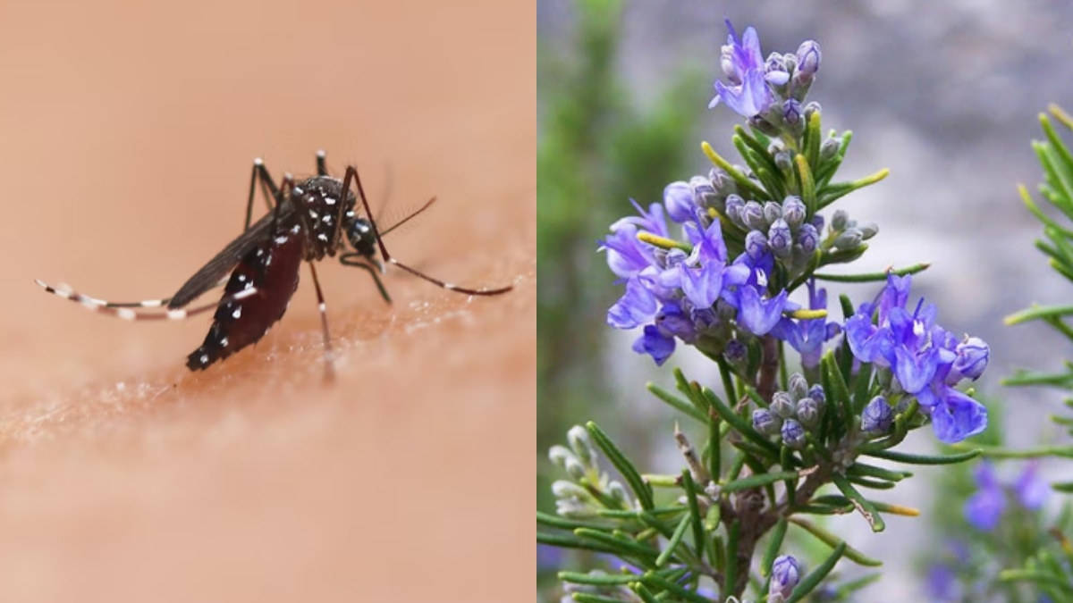 एक भी मच्छर नहीं आएगा नजर, बस लगा लीजिए ये पौधा, भाग जाएगी मच्छरों की पूरी फौज