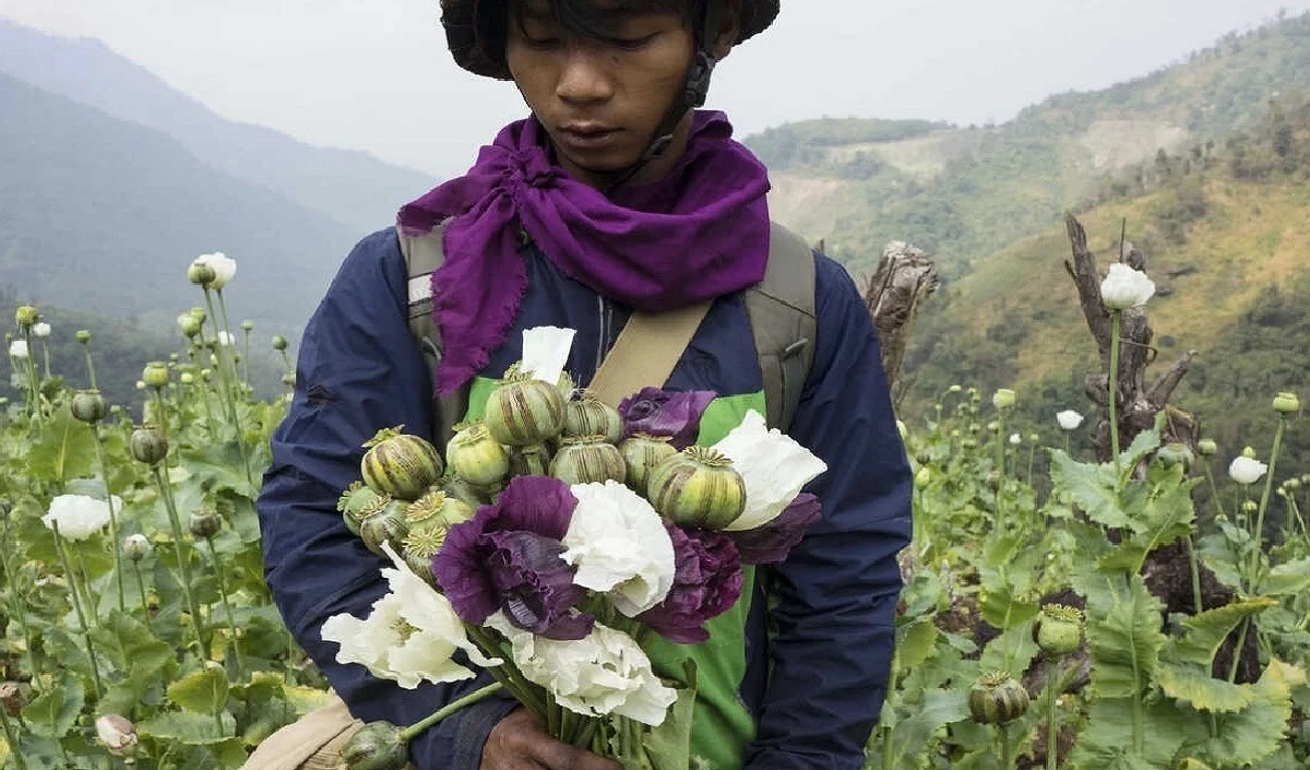 मणिपुर में 470 एकड़ से अधिक क्षेत्र में अफीम की खेती नष्ट