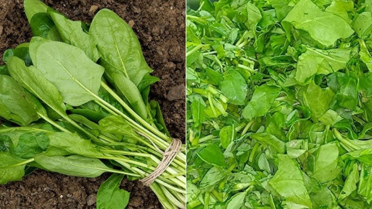 मेथी-पालक को साफ करना हुआ आसान, आजमाएं ये तरीके, मिनटों में दूर हो जाएगी सारी मिट्टी
