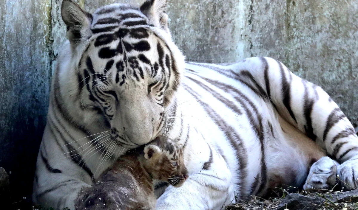 Sundarbans में कैमरा ट्रैप की मदद से Tiger की गणना शुरू