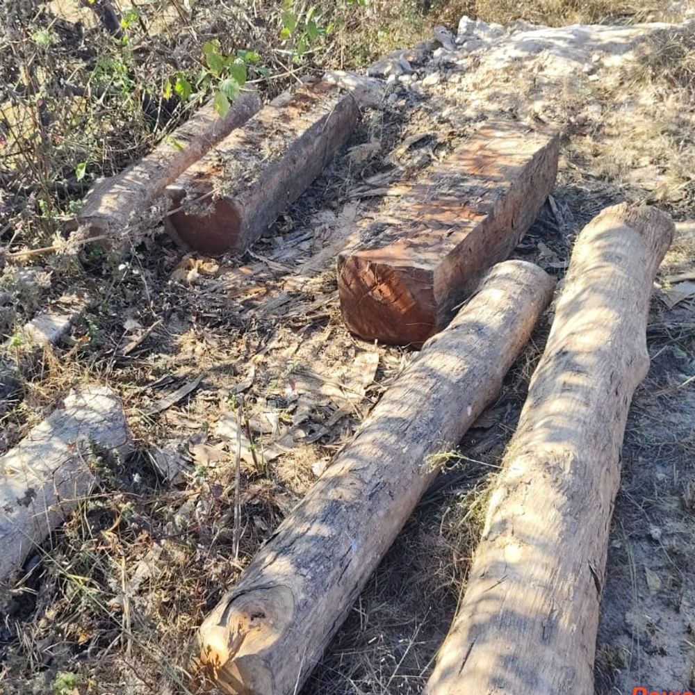 उमरिया में अवैध लकड़ी पर वन विभाग का छापा:मकान से 2 लाख की सागौन-सरई जब्त; लकड़ी माफिया के खिलाफ की कार्रवाई