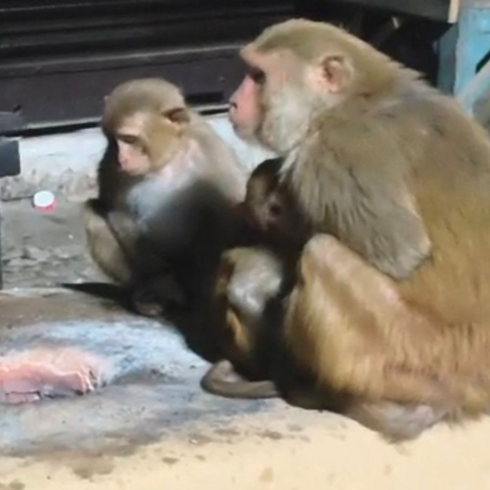 बाराबंकी में कड़ाके की ठंड, जानवर भी अलाव के पास:गाय-बछड़े, कुत्ते और बंदर आग से ले रहे सहारा