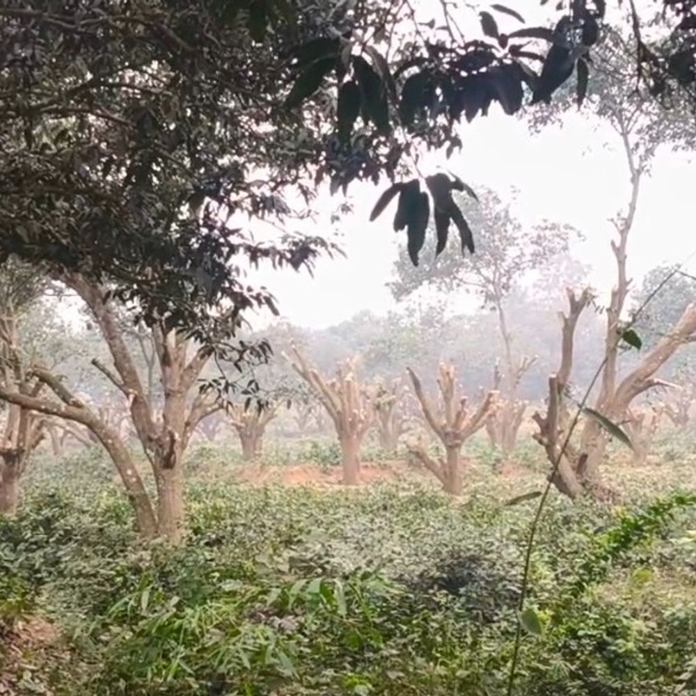 कटाई के मुकाबले 3 गुना पेड़ लगाएगा अडाणी ग्रुप:पीरपैती पावर प्लांट के लिए काटे गए लाखों पेड़, डीएम बोले- विकास, पर्यावरण के बीच संतुलन को हम प्रतिबद्ध