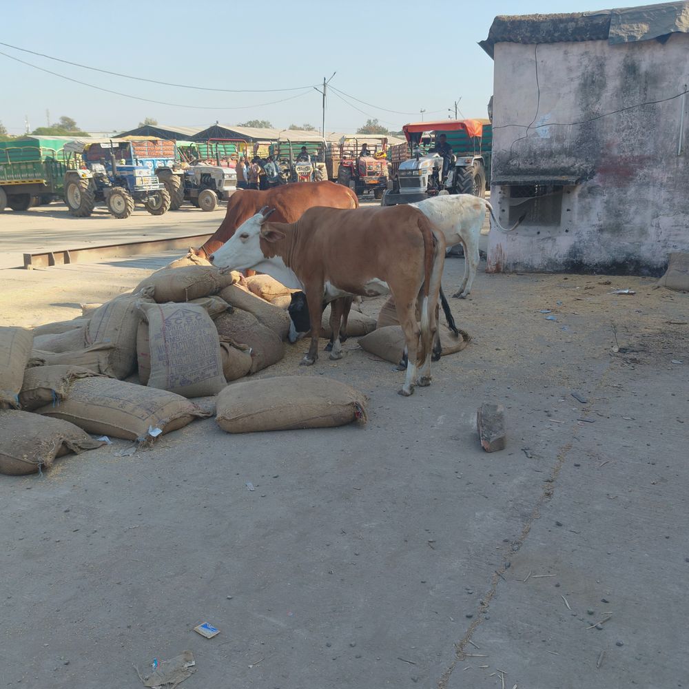 सरकारी धान के रखरखाव में समिति लापरवाह:लावारिस हालत में पड़ी टैग लगी बोरियां; मवेशी खा रहे धान, प्रबंधक ने मंडी की गिनाई कमियां