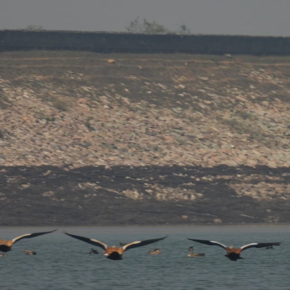 नालंदा में प्रवासी पक्षियों के निवास स्थान पर मंडराता संकट:वैज्ञानिक प्रबंधन के अभाव और मानवीय गतिविधियों से खतरे में जलाशय, हजारों किमी तय कर पहुंचे पंक्षी