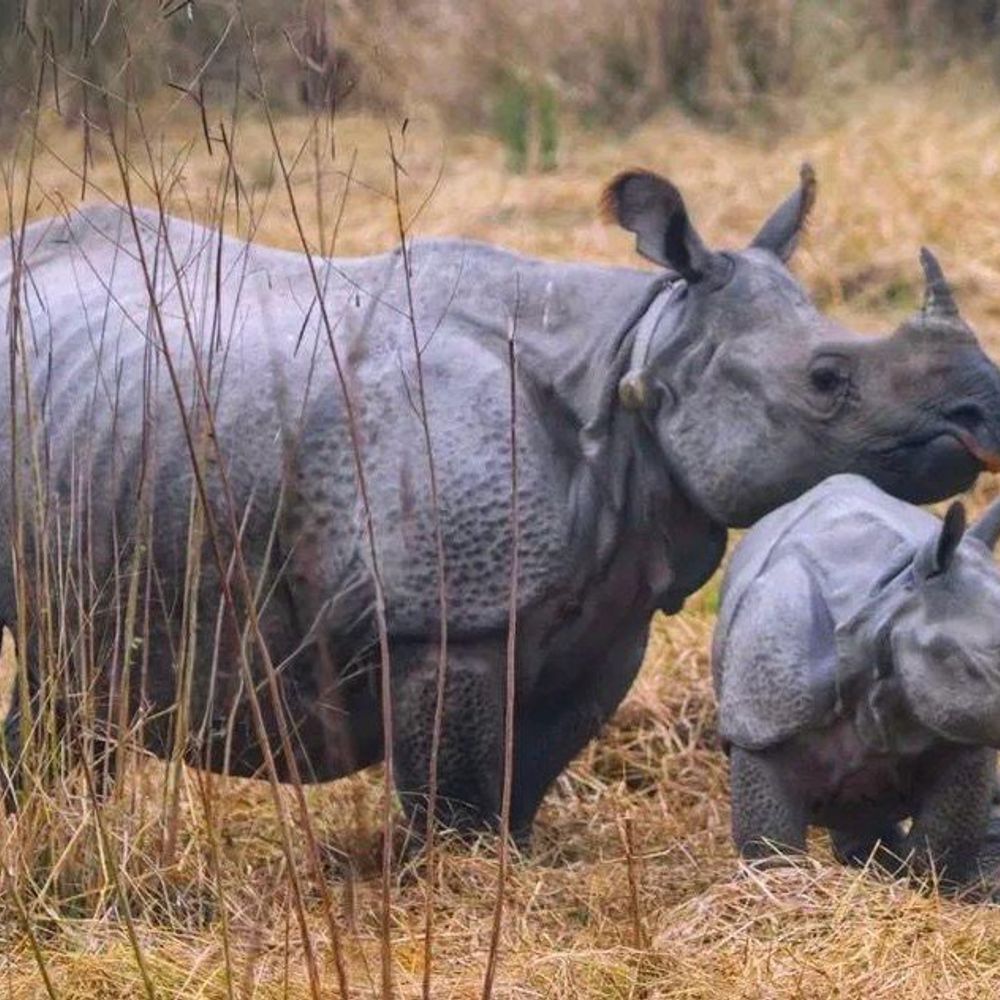दुधवा-गौरीफंटा बस सेवा का विस्तार:प्राकृतिक पर्यटन को मिलेगा बढ़ावा, नन्हे गैंडे बने आकर्षण