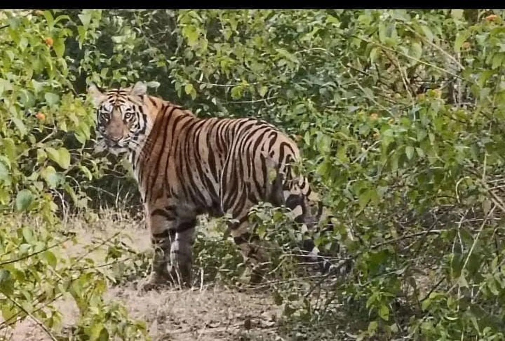 रिहायसी क्षेत्र में मादा बाघ का डेरा, हर दिन मवेशी को बना रही निवाला, दहशत में ग्रामीण