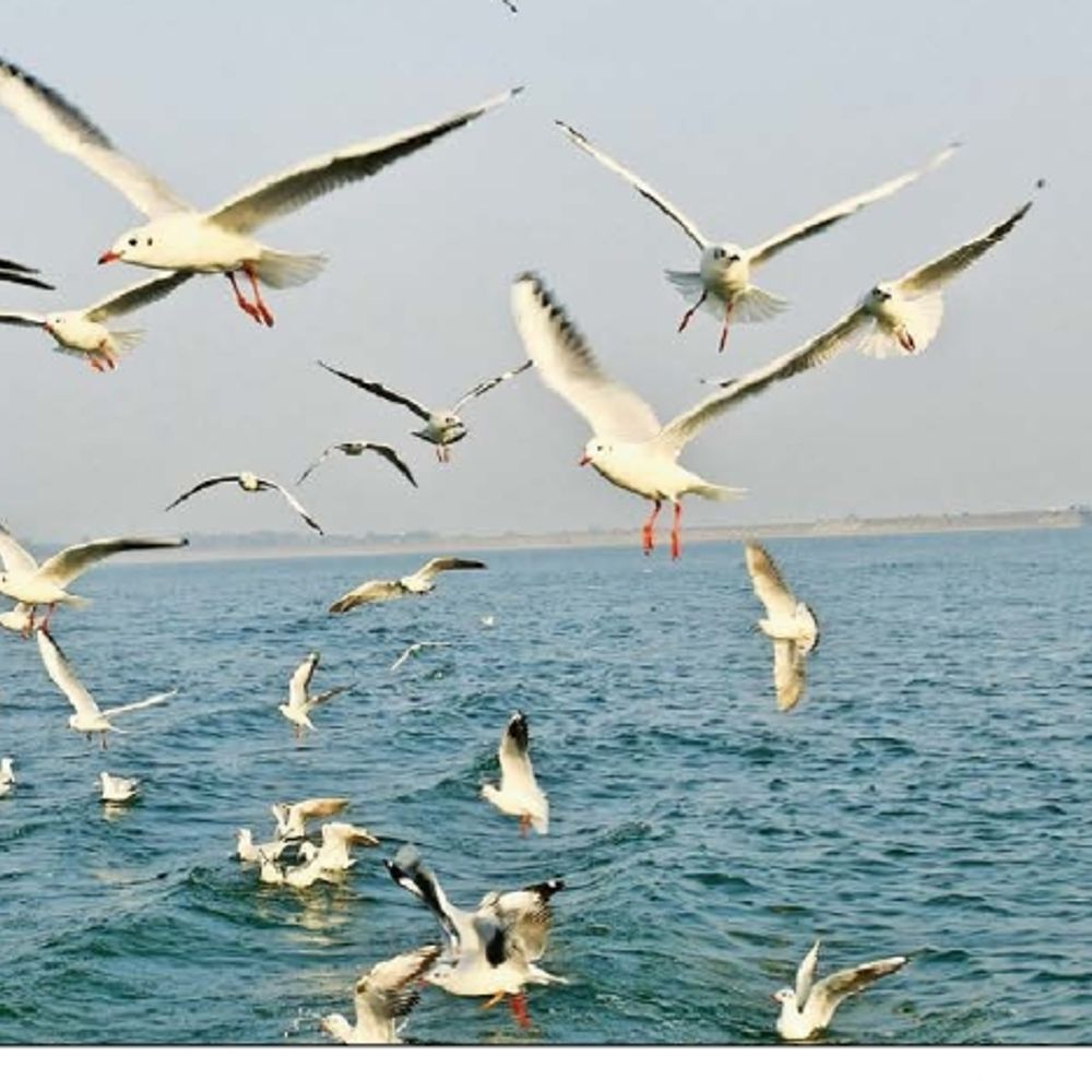 विदेशी पक्षियों की मधुर चहचहाहट से गुलजार हो रहा कोनार डैम