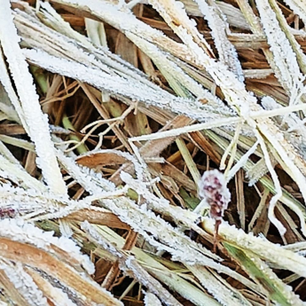 न्यूनतम तापमान 7 डिग्री पर पहुंचा, अब शहरी इलाके में भी जम रहा पाला