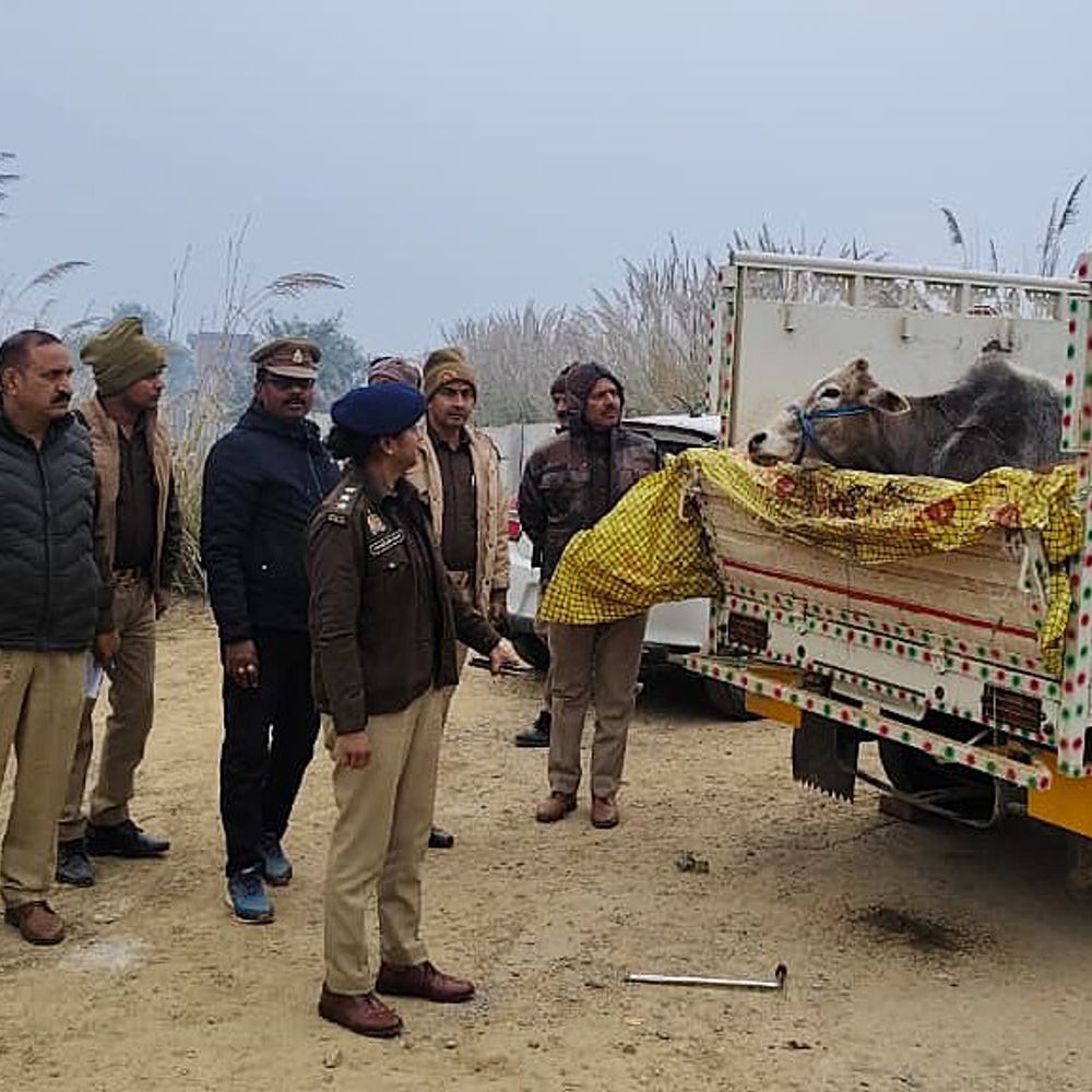 मिर्जापुर में पुलिस मुठभेड़, गौ तस्कर को लगी गोली:20 गोवंश बरामद, सोनभद्र का इमरान गिरफ्तार, एक साथी फरार