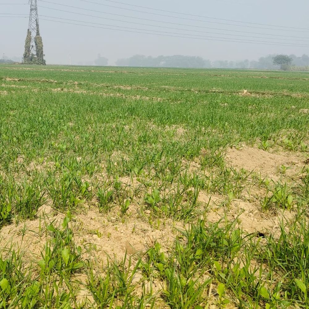 सहरसा में अगले 5 दिन ठंड और कोहरे का असर:रबी फसलों की बुआई के लिए मौसम रहेगा अनुकूल, आवश्यकतानुसार सिंचाई करने का सुझाव