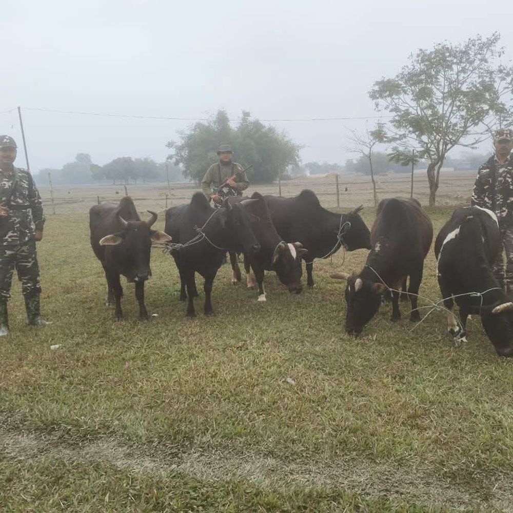 किशनगंज में पुलिस ने 6 बैल जब्त किए:SSB के सहयोग से पशु तस्करी पर बड़ी कार्रवाई