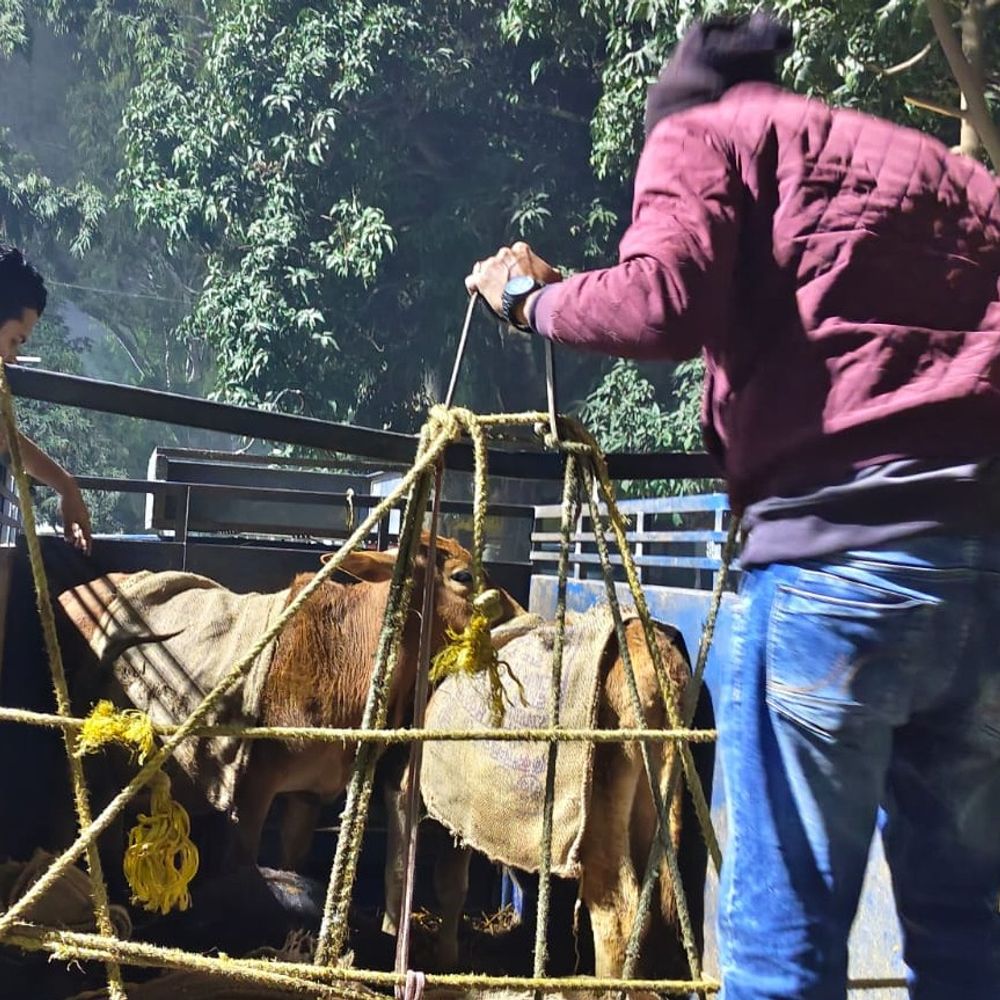 सहरसा में गौ तस्करी का प्रयास विफल:बजरंग दल ने वाहन से 4 जीवित, 1 मृत गाय बरामद की