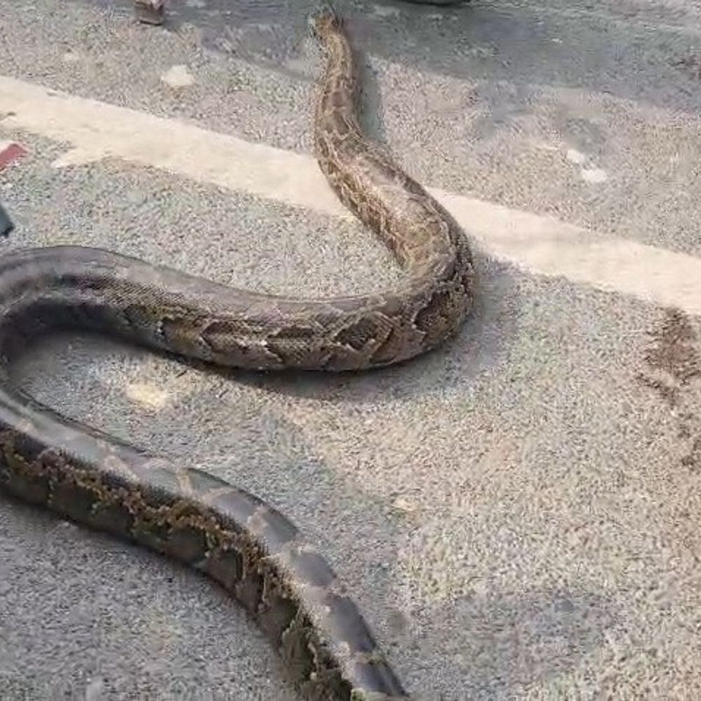 गोपालगंज में सड़क पर दिखा विशाल अजगर:20 मिनट तक सड़क पर रूकी रहीं कई गाड़ियां, वन विभाग ने किया रेस्क्यू