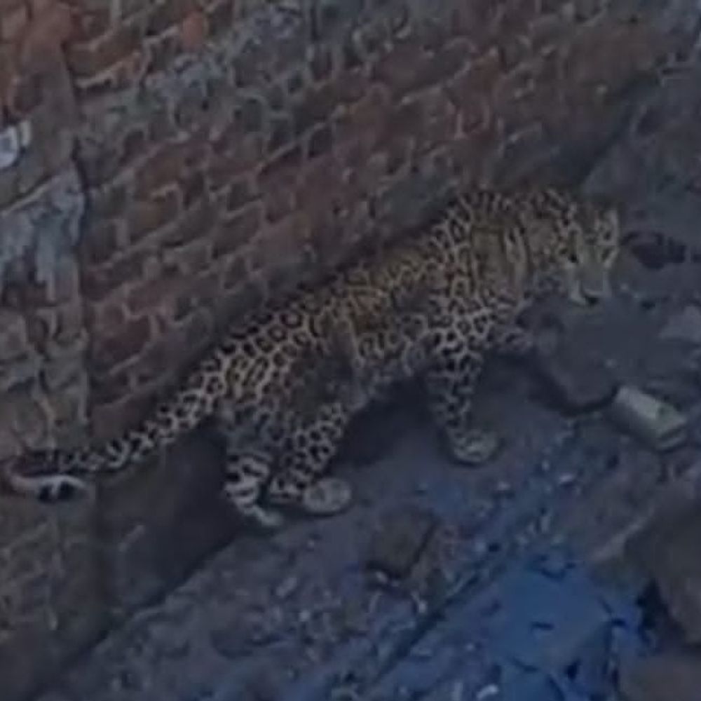 मंदसौर के रिहायशी इलाके में घुसा तेंदुआ:निर्माणाधीन मकान में जाकर बैठा; CCTV में गलियों में दौड़ता दिखा, रेस्क्यू के लिए लगाया पिंजरा