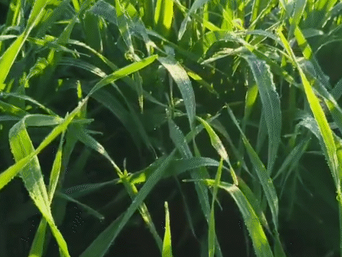 राजस्थान में कड़ाके की सर्दी, 2 दिन शीतलहर की चेतावनी:4 शहरों में पारा 5 डिग्री से नीचे आया, ओस जमी, सिरोही सबसे ठंडा